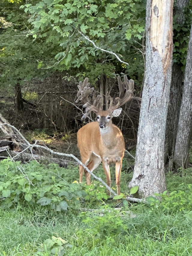 B3 Whitetails - Kentucky Whitetail Deer Photo 07