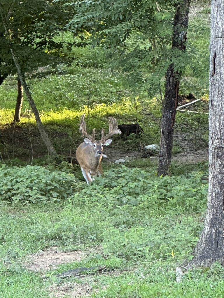 B3 Whitetails - Kentucky Whitetail Deer Photo 06