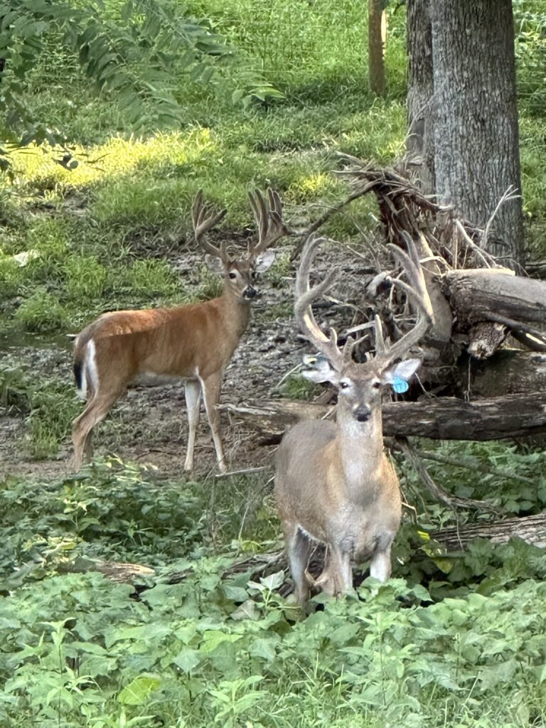B3 Whitetails - Kentucky Whitetail Deer Photo 05