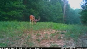B3 Whitetails - Kentucky Whitetail Deer Photo 04