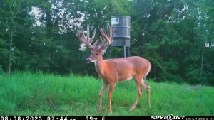 B3 Whitetails - Kentucky Whitetail Deer Photo 03