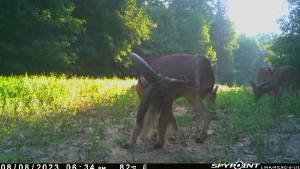 B3 Whitetails - Kentucky Whitetail Deer Photo 02