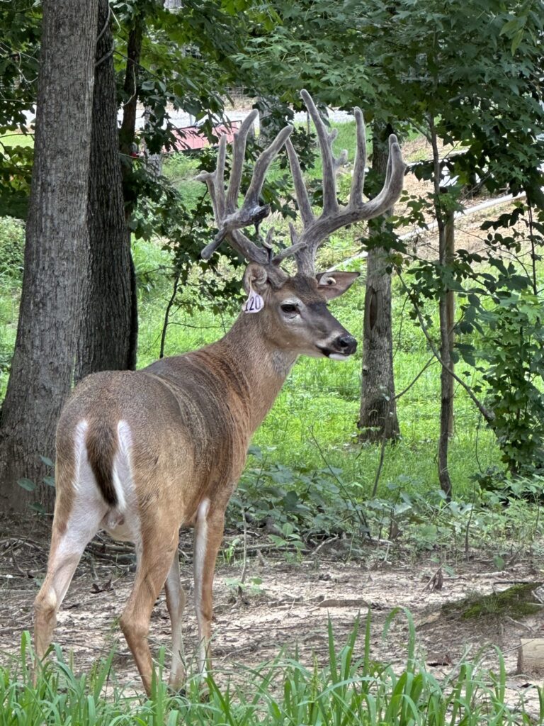 B3 Whitetails - Kentucky Whitetail Deer Photo 01